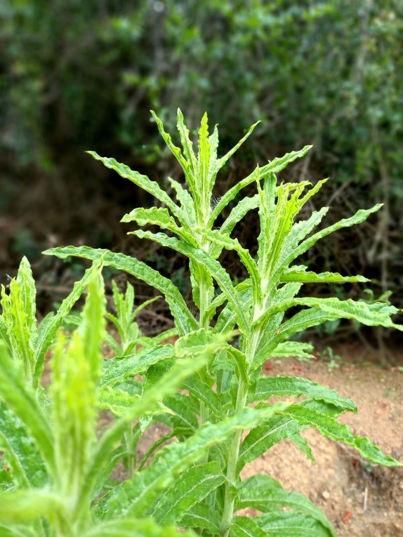 Pseudognaphalium viravira photo 7