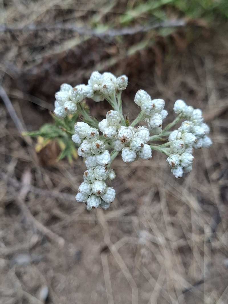 Pseudognaphalium viravira photo 8