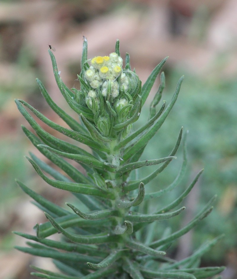 Winged Cudweed