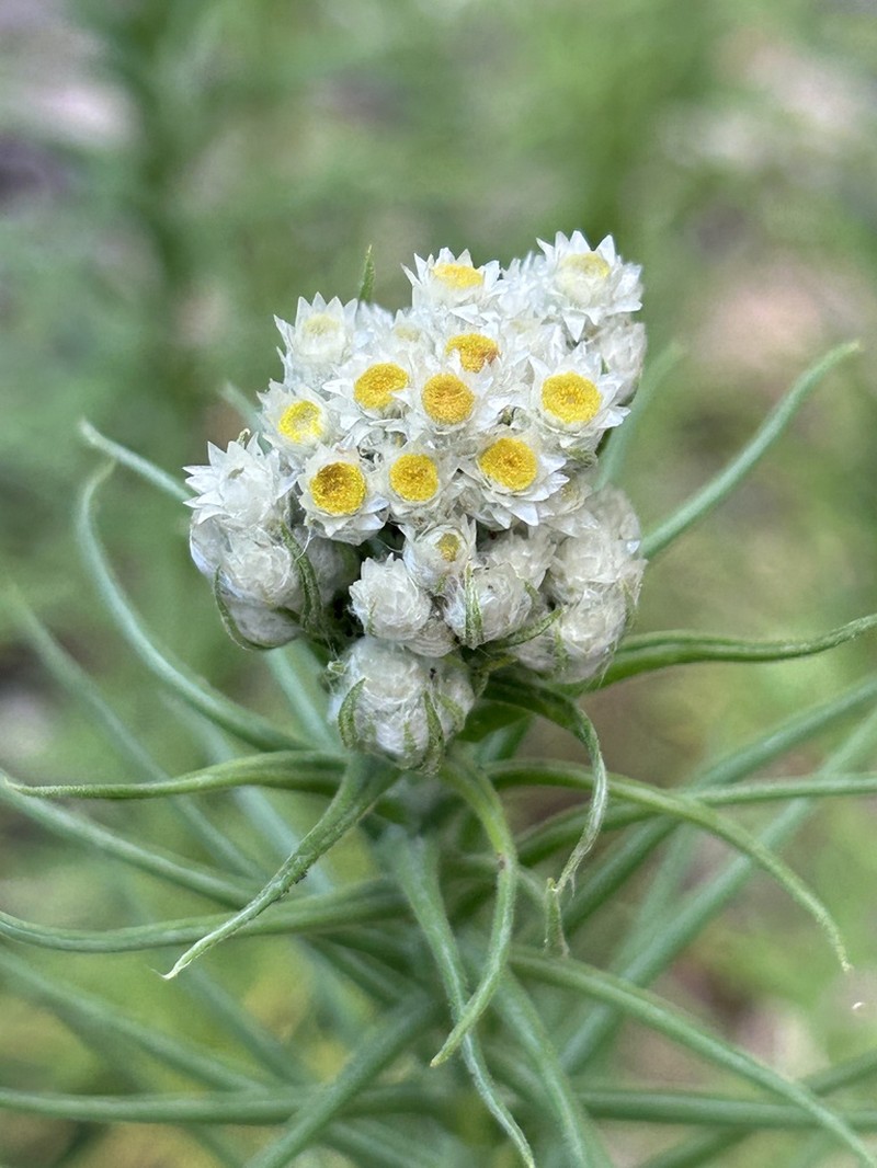 Winged Cudweed photo 2