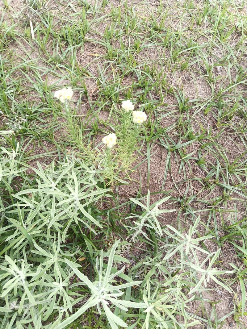 Winged Cudweed photo 3
