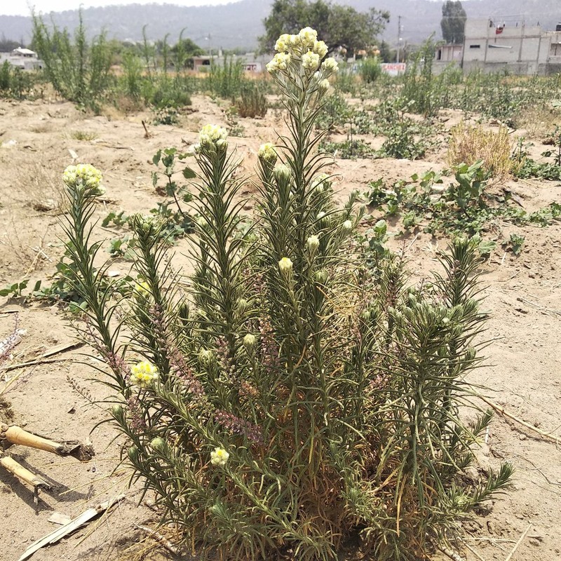 Winged Cudweed photo 4