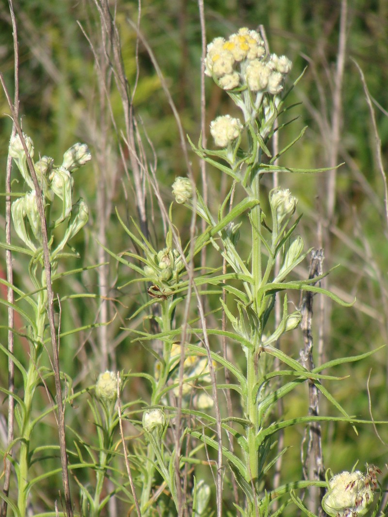 Winged Cudweed photo 5