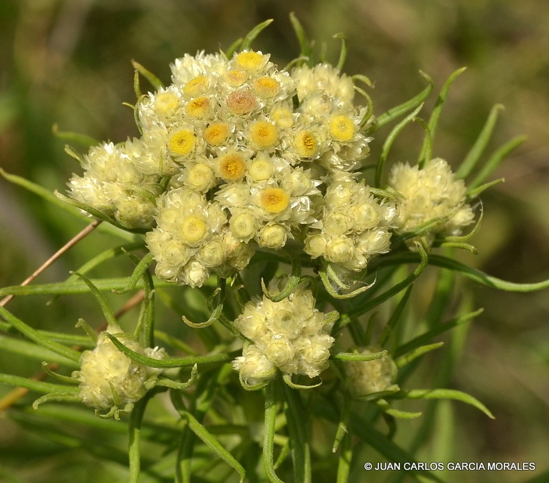 Winged Cudweed photo 6