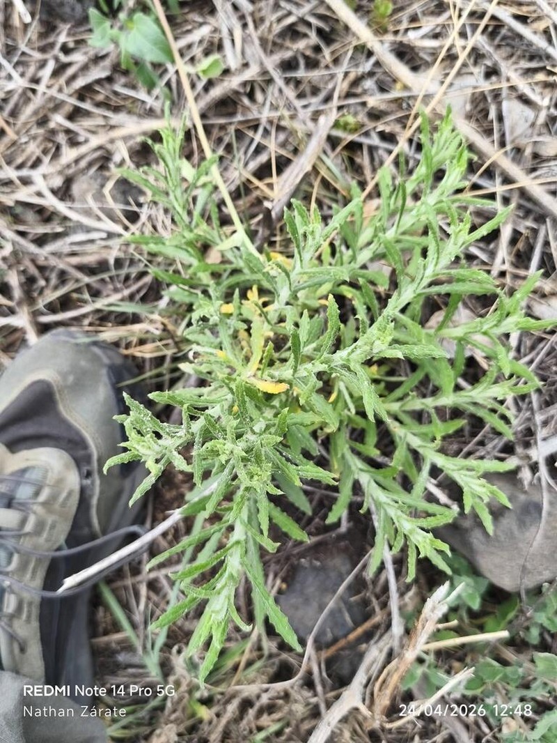 Winged Cudweed photo 7