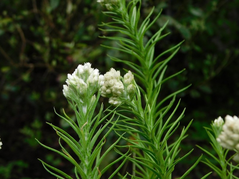 Winged Cudweed photo 8