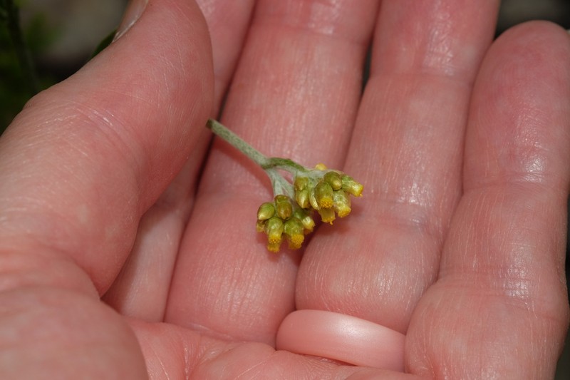 Pseudognaphalium yalaense