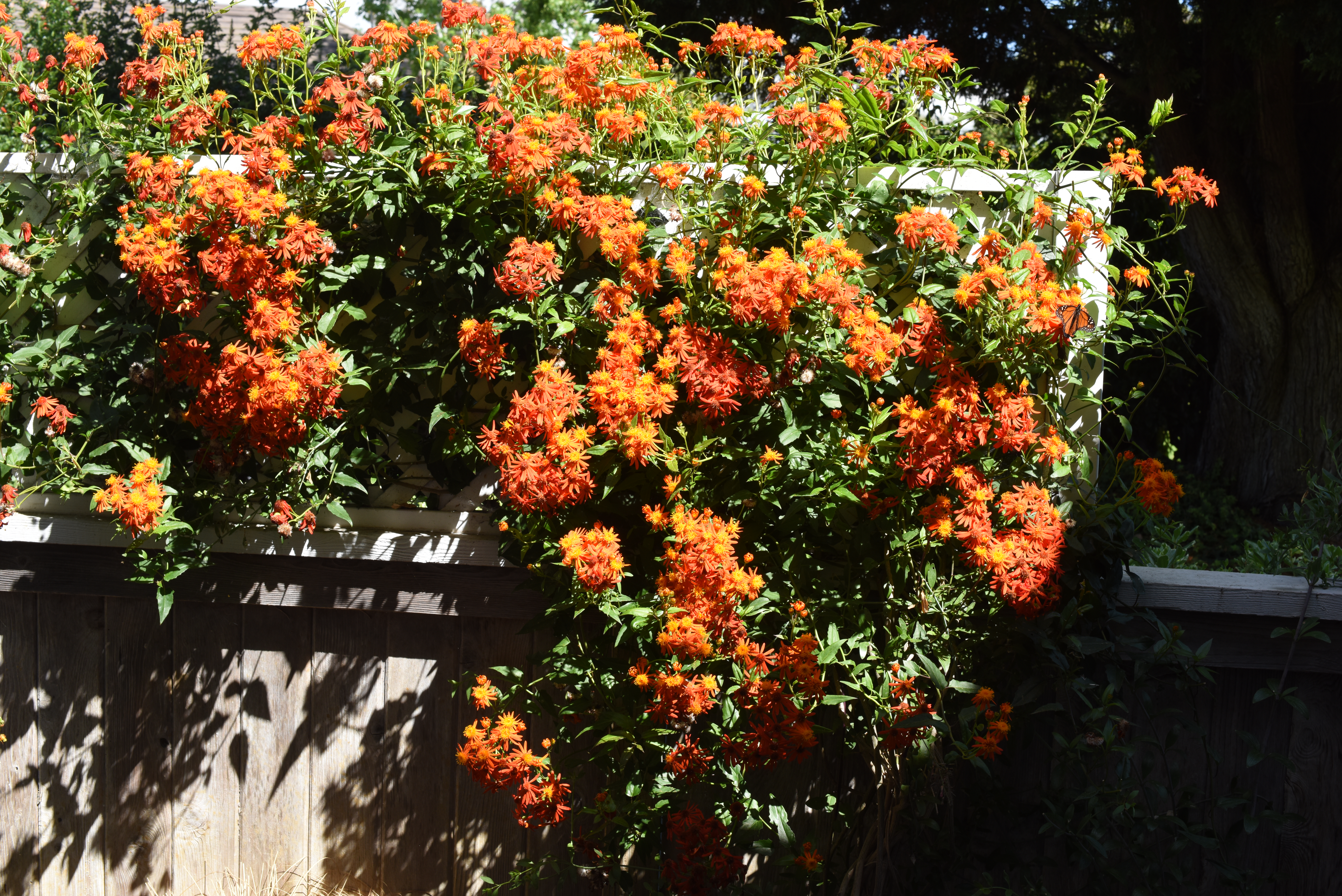 Mexican Flamevine photo 5