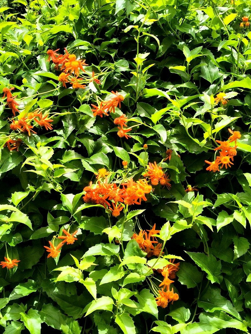 Mexican Flamevine photo 2