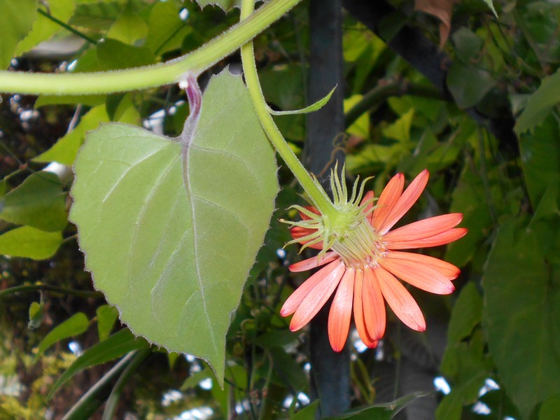 Mexican Flamevine photo 3