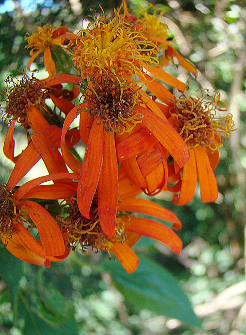 Mexican Flamevine photo 4