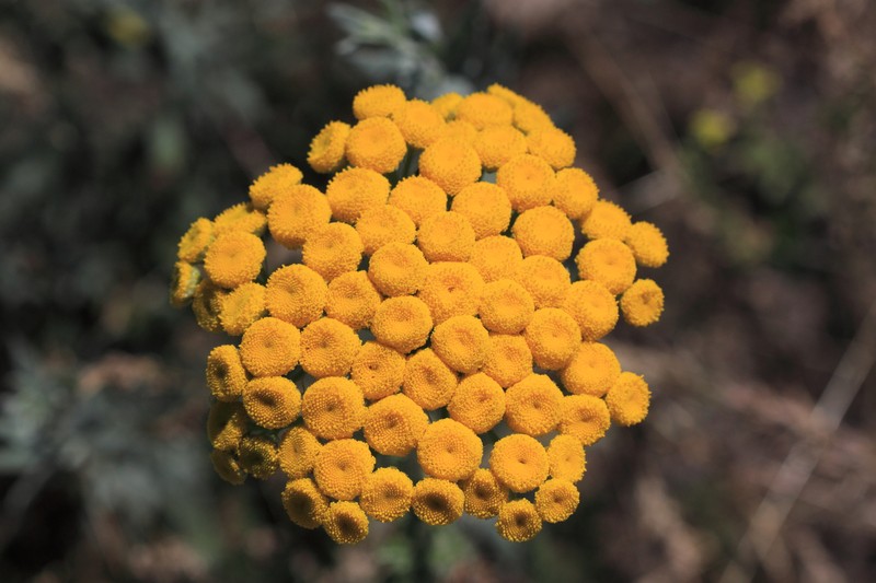Pseudohandelia umbellifera