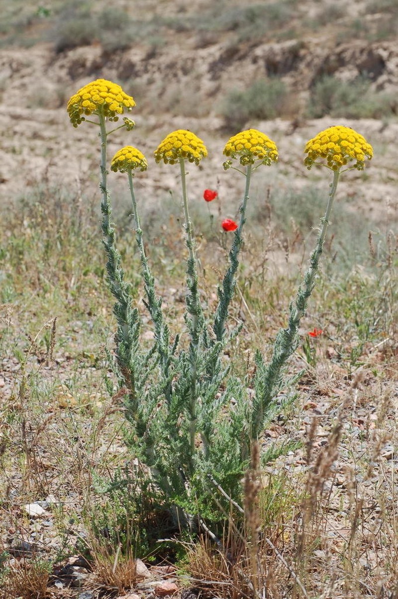 Pseudohandelia umbellifera photo 2