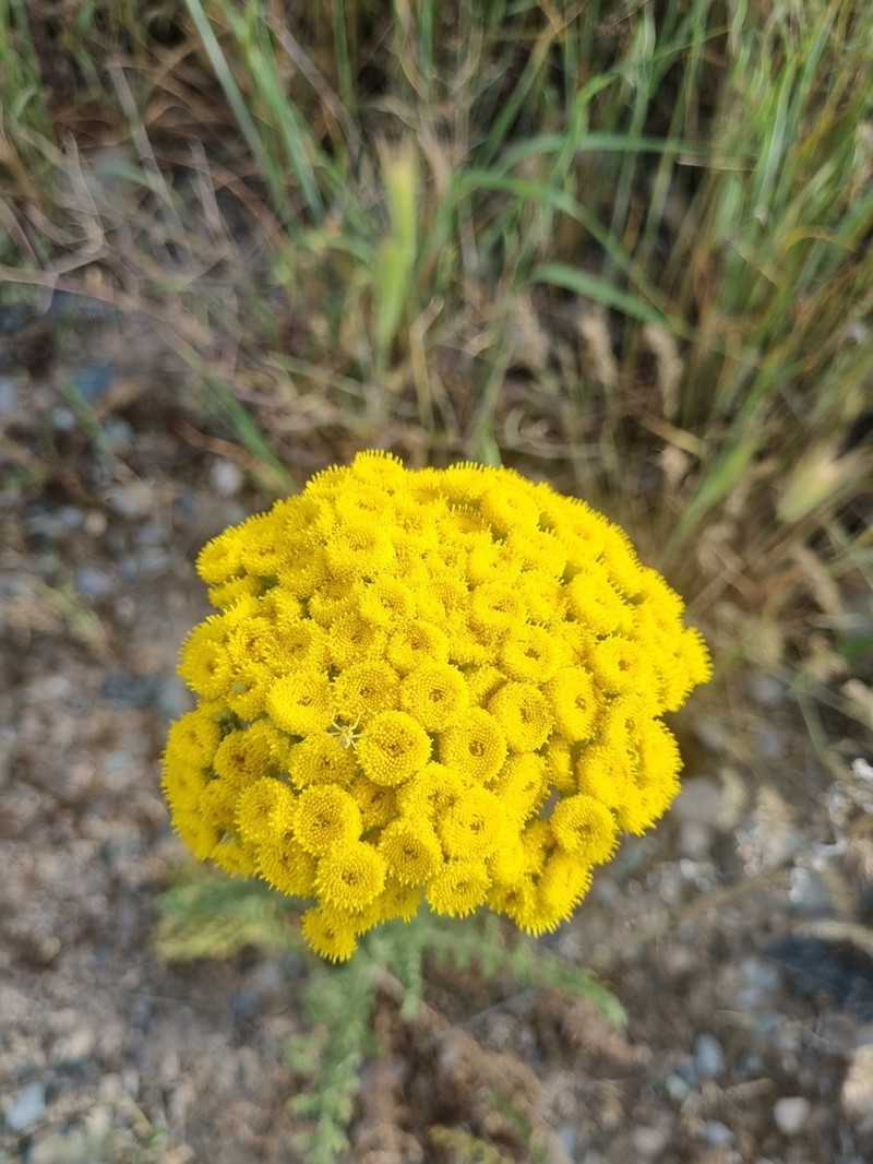 Pseudohandelia umbellifera photo 3