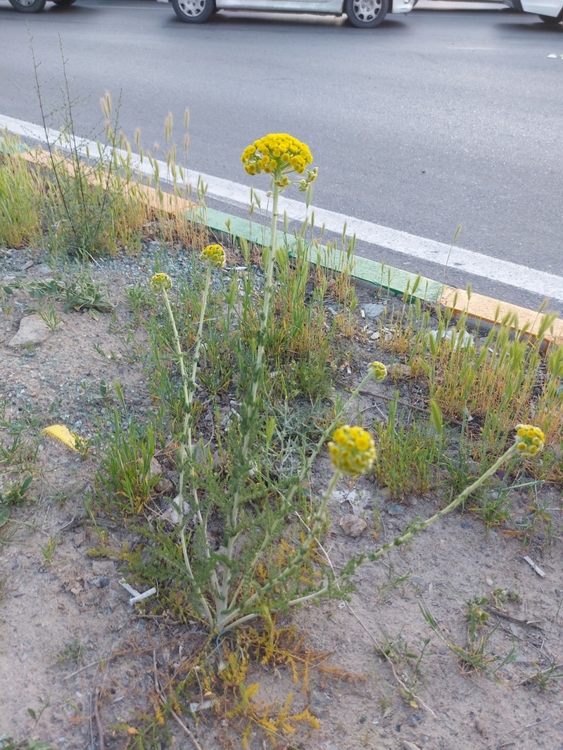 Pseudohandelia umbellifera photo 4
