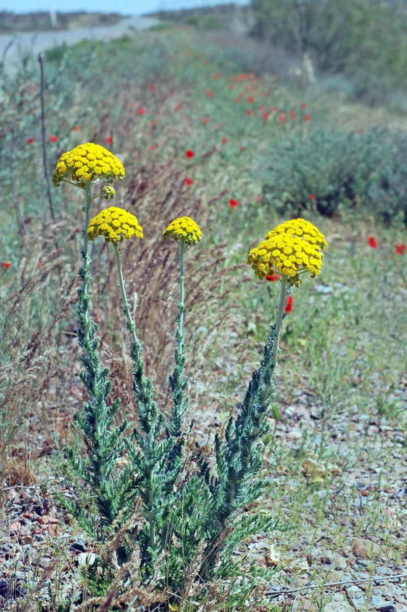 Pseudohandelia umbellifera photo 5
