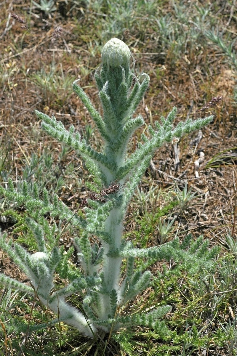Pseudohandelia umbellifera photo 6