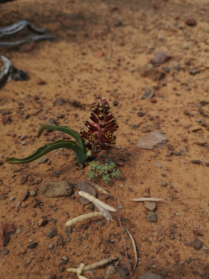 Pseudolachenalia isopetala