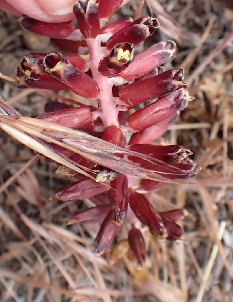Pseudolachenalia isopetala photo 4