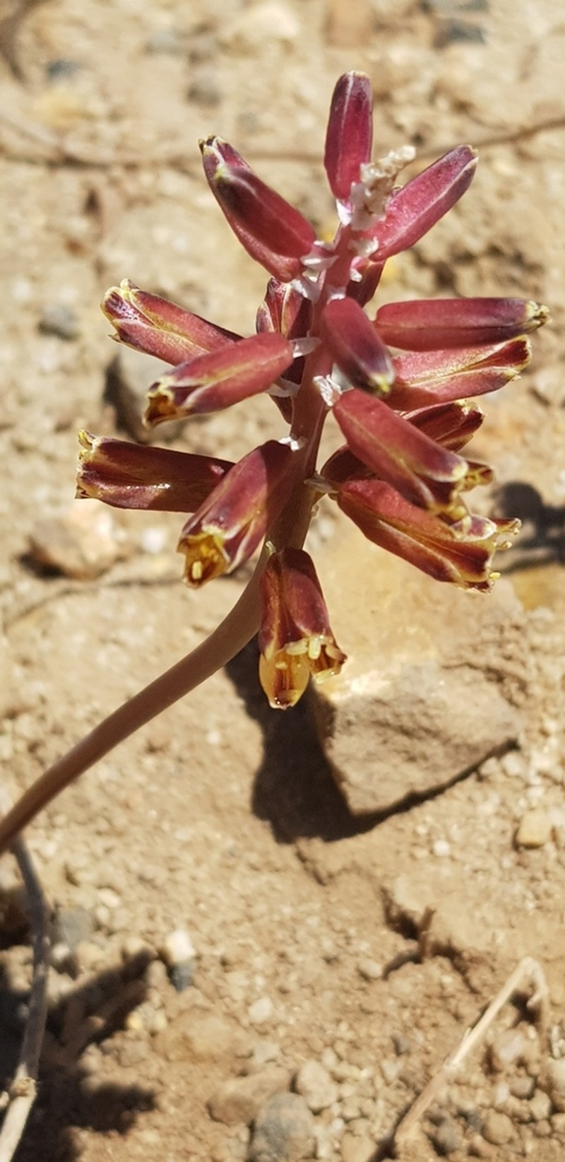 Pseudolachenalia isopetala photo 5