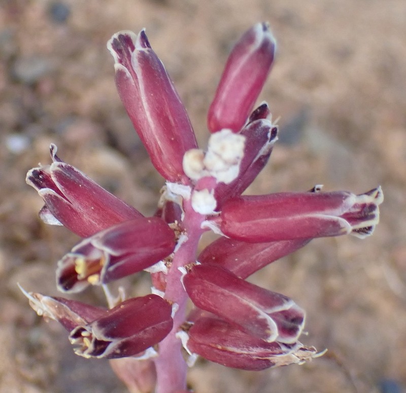 Pseudolachenalia isopetala photo 8