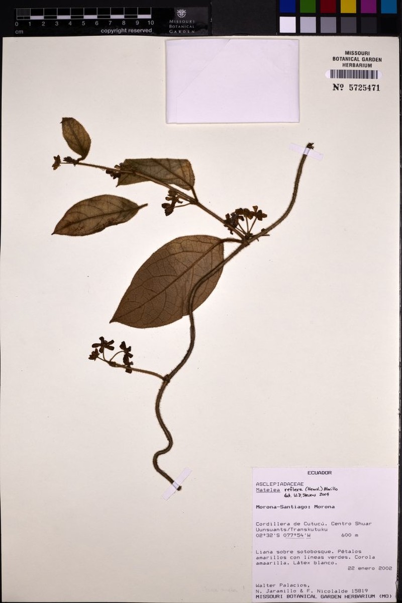 Pseudolachnostoma ecuadorense