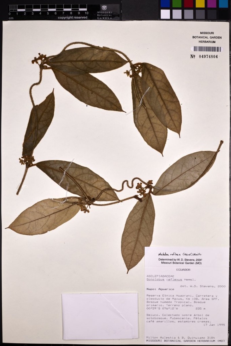 Pseudolachnostoma ecuadorense photo 2