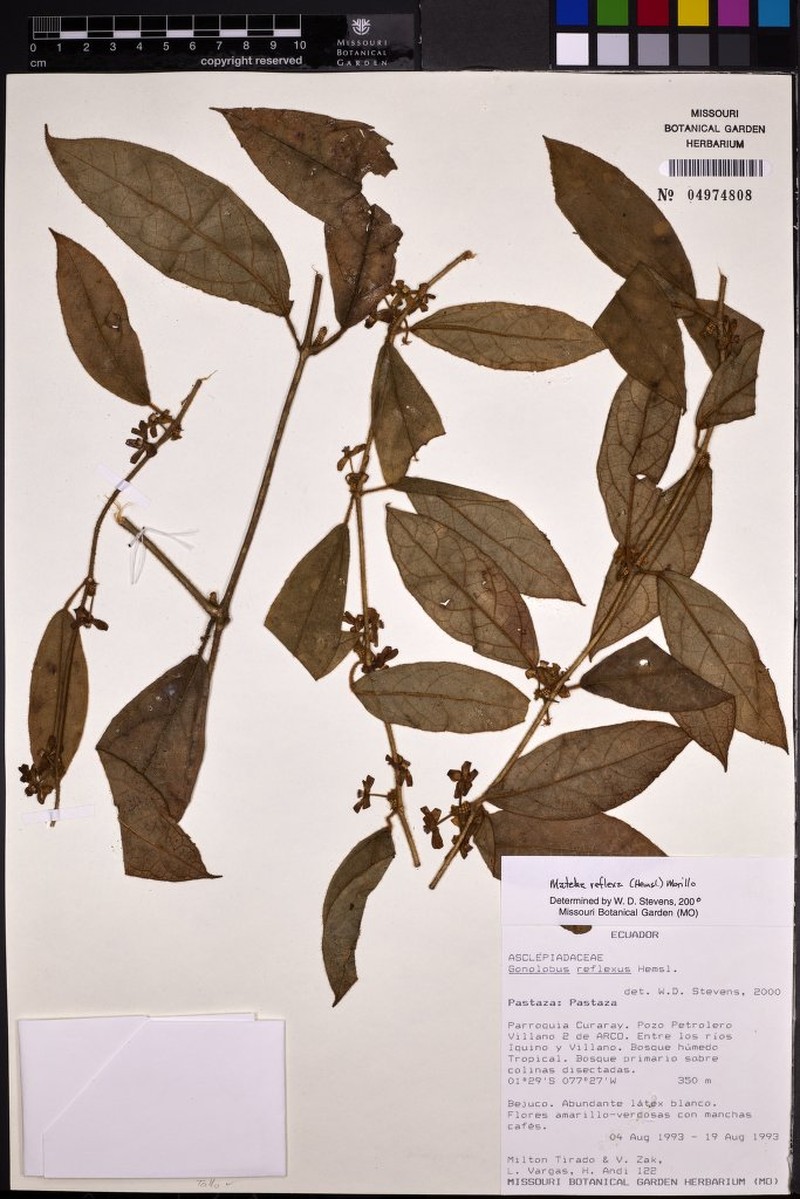 Pseudolachnostoma ecuadorense photo 3