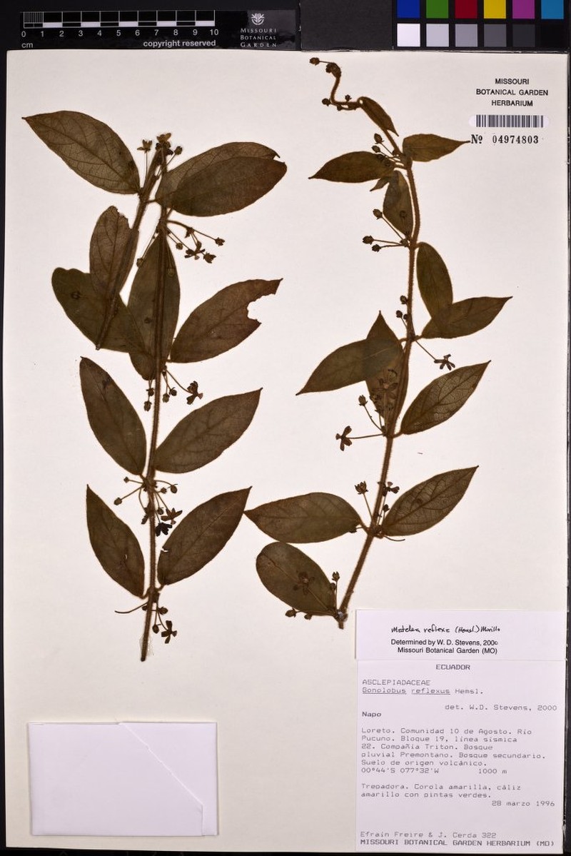 Pseudolachnostoma freirei