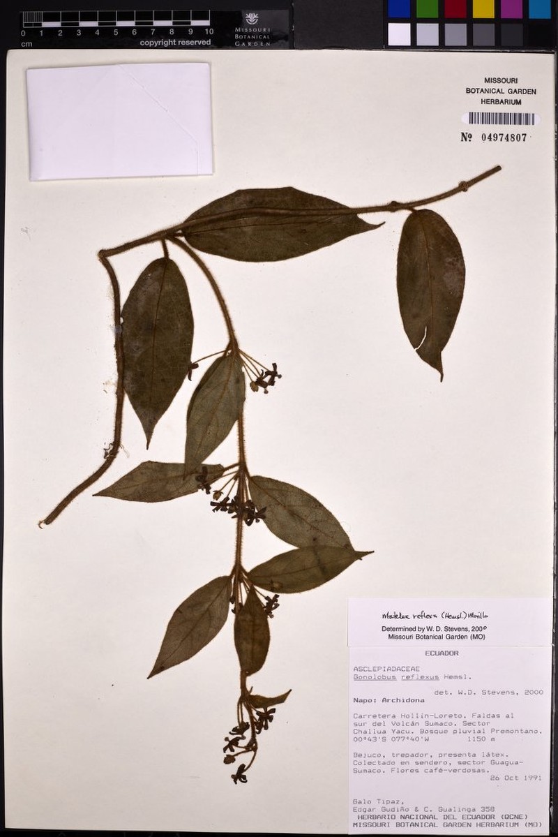 Pseudolachnostoma freirei photo 2