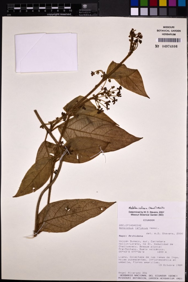 Pseudolachnostoma freirei photo 3