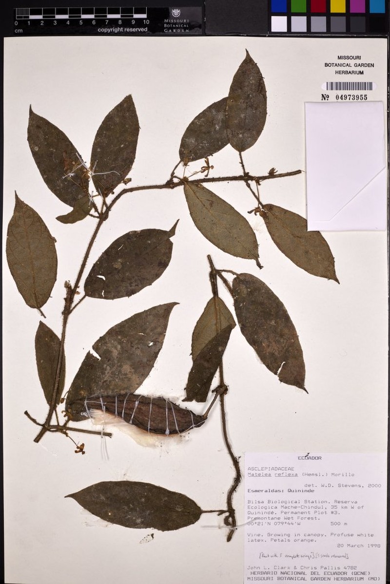 Pseudolachnostoma quinindense
