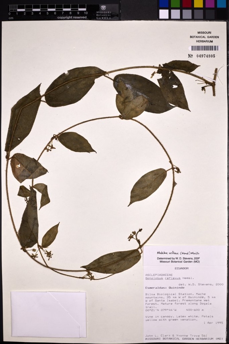 Pseudolachnostoma quinindense photo 2
