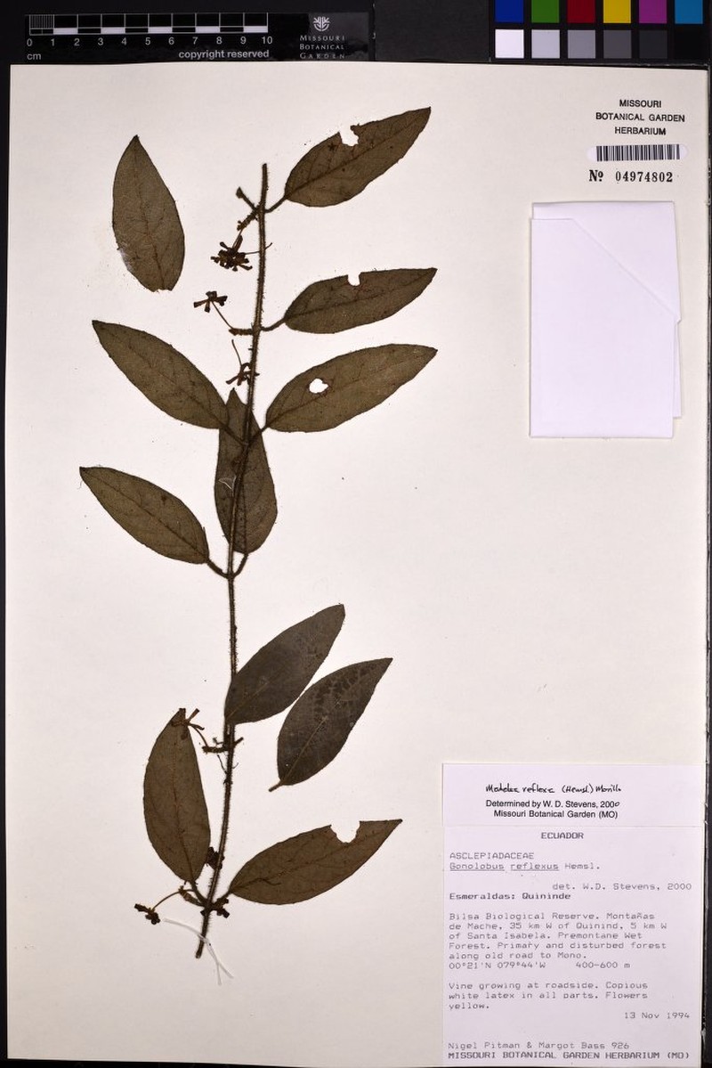 Pseudolachnostoma quinindense photo 3