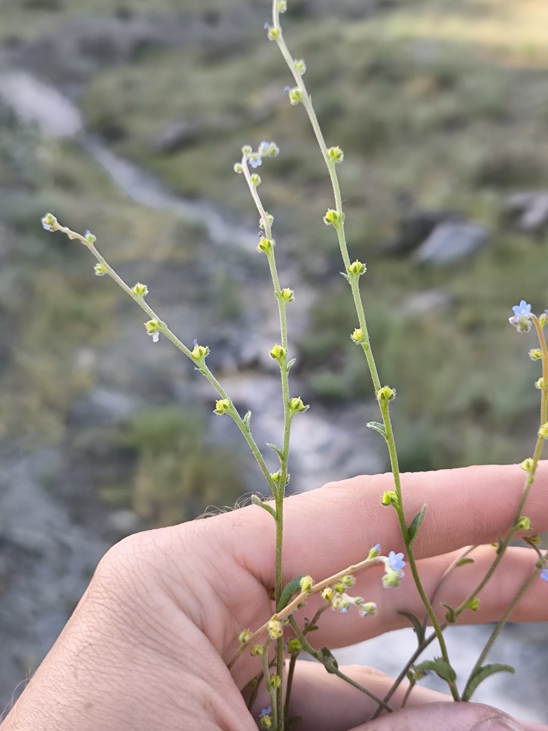 Pseudolappula sinaica