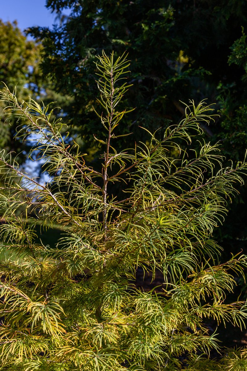 Chinese Golden-Larch