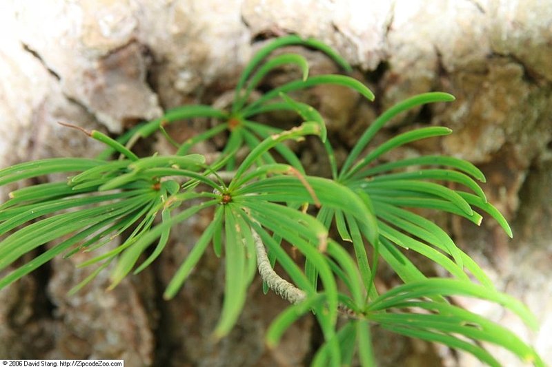 Golden Larch