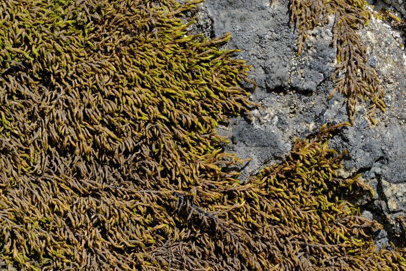 Pseudoleskea Moss photo 4
