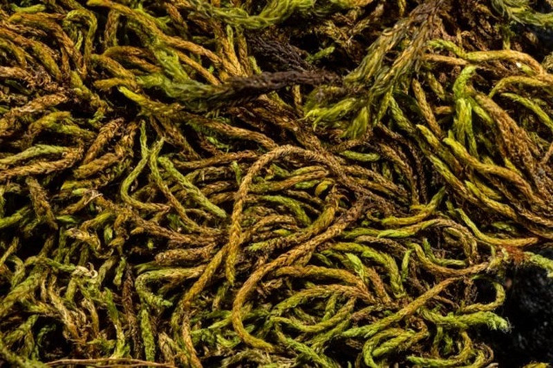 Pseudoleskea Moss photo 5