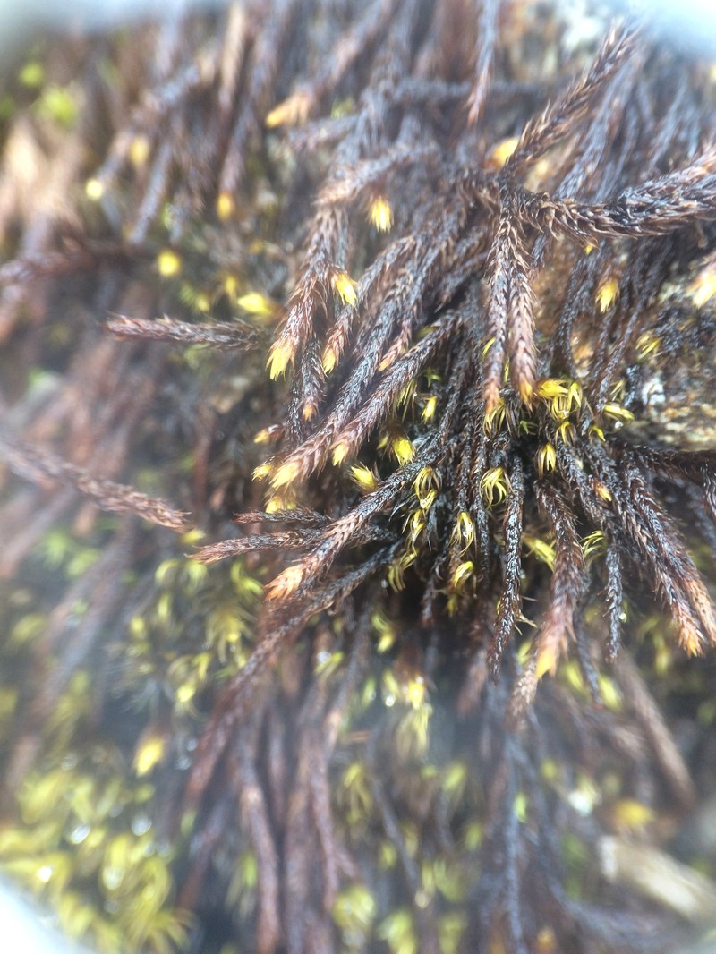 Pseudoleskea Moss photo 6