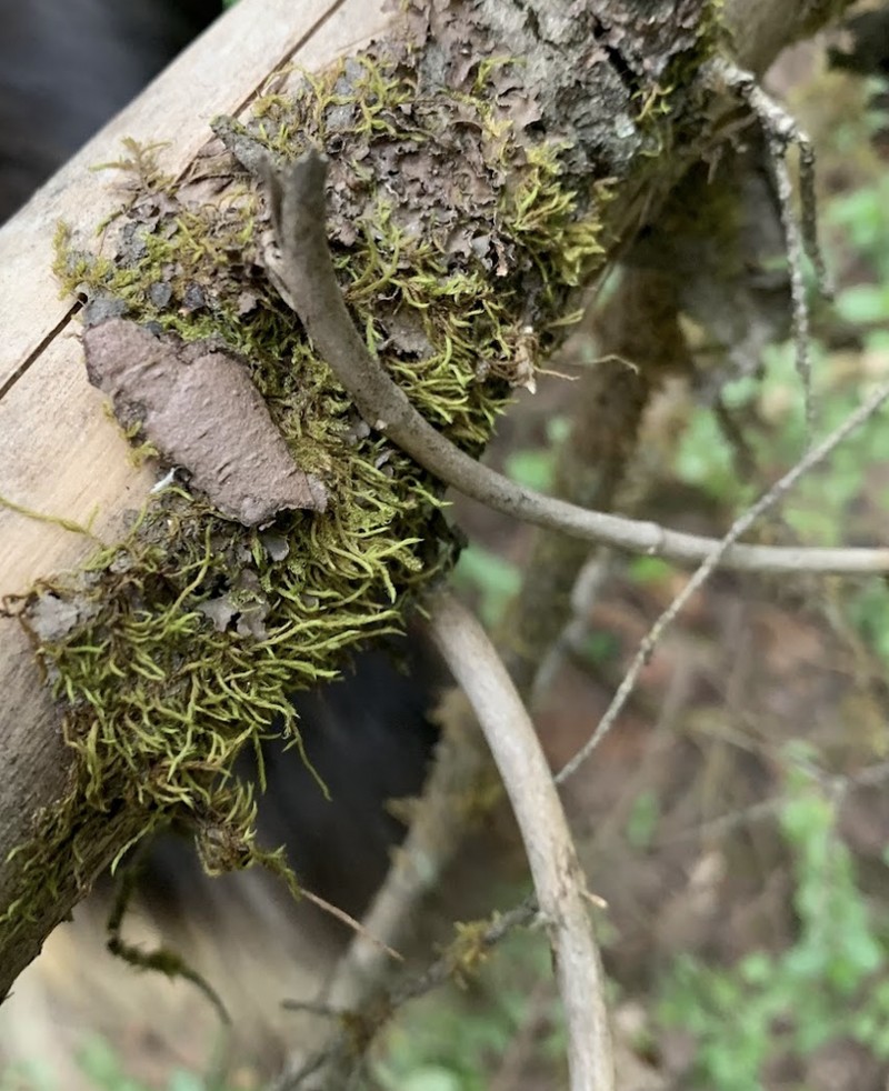 Bailey's Pseudoleskea Moss