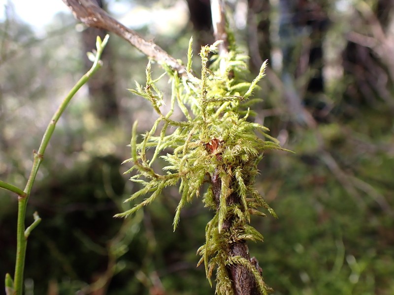 Bailey's Pseudoleskea Moss photo 2