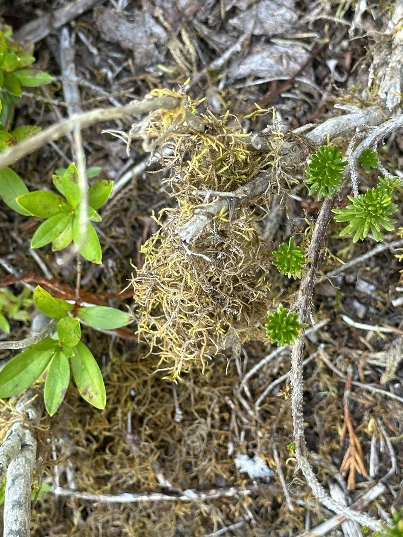 Bailey's Pseudoleskea Moss photo 3