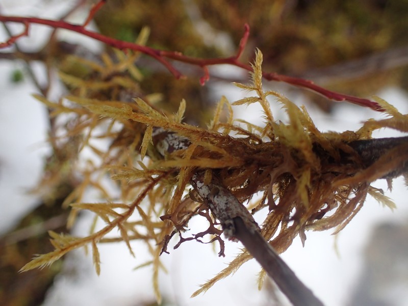 Bailey's Pseudoleskea Moss photo 7