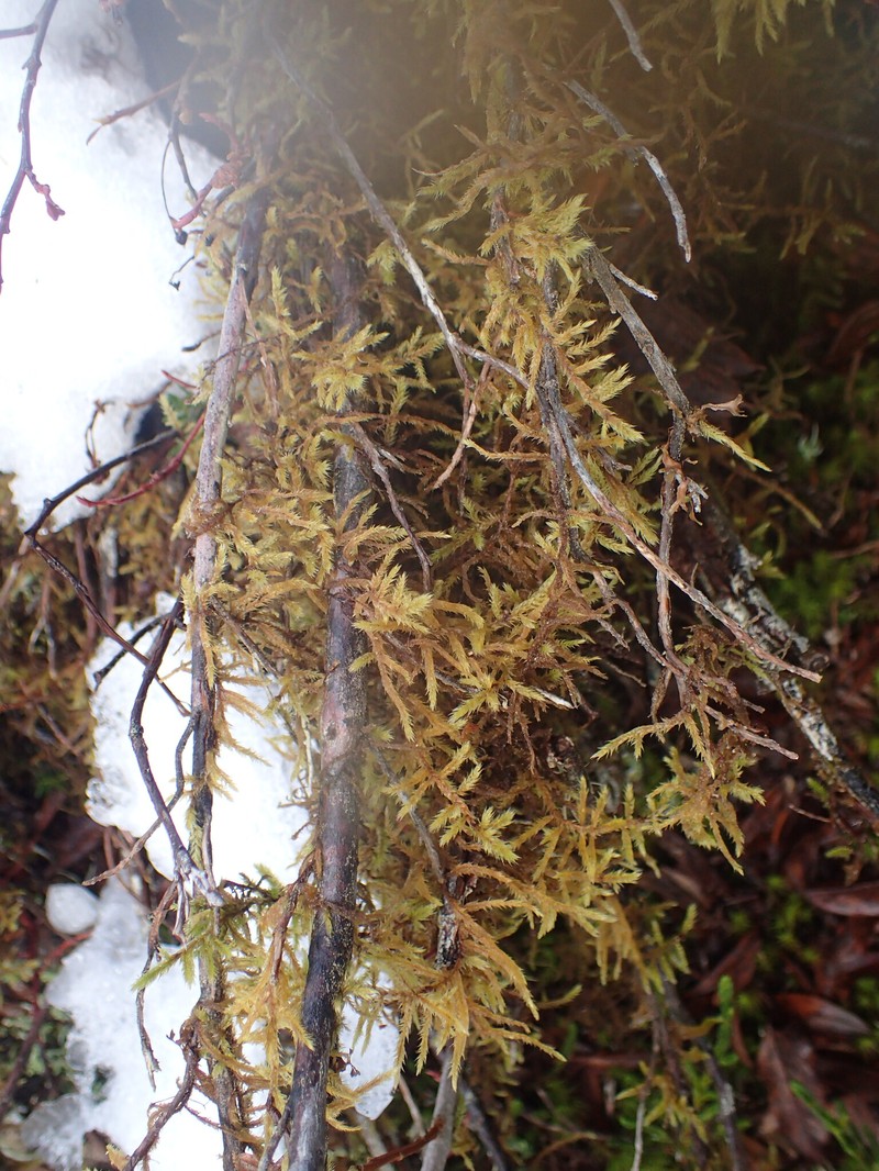 Bailey's Pseudoleskea Moss photo 8