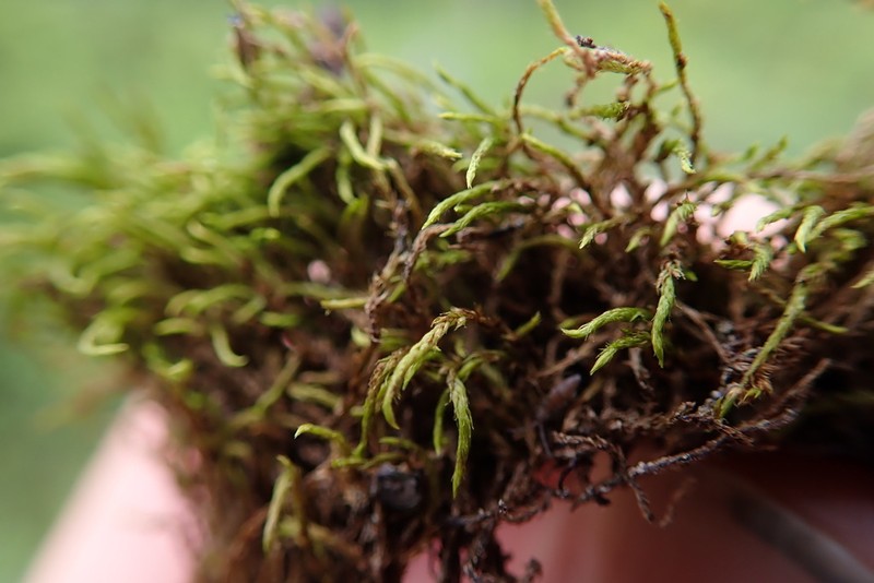 Pseudoleskea Moss