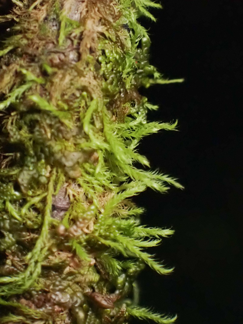Pseudoleskea Moss photo 2