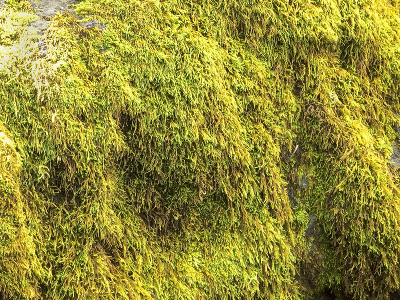 Serpentine Pseudoleskeella Moss