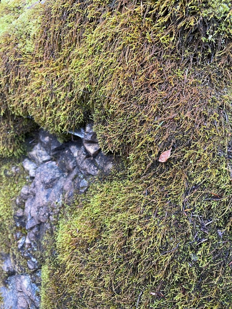 Serpentine Pseudoleskeella Moss photo 3