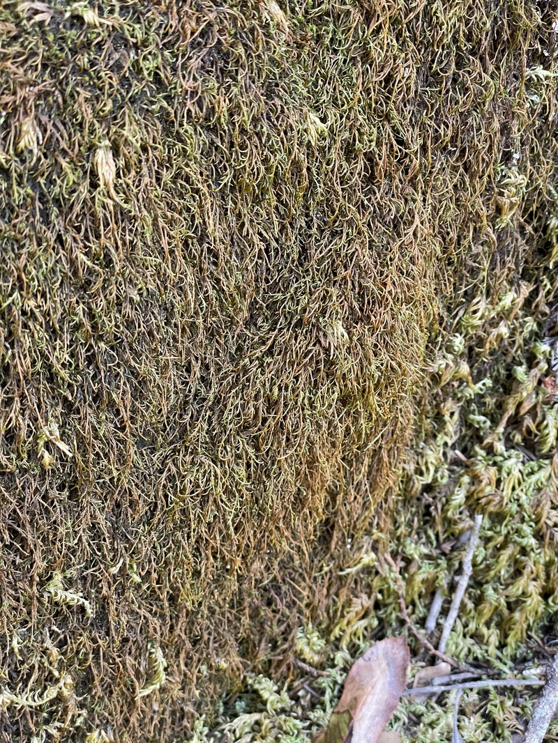 Serpentine Pseudoleskeella Moss photo 4